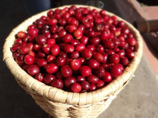 Coffee tour, Finca el Ocaso - Salento 8